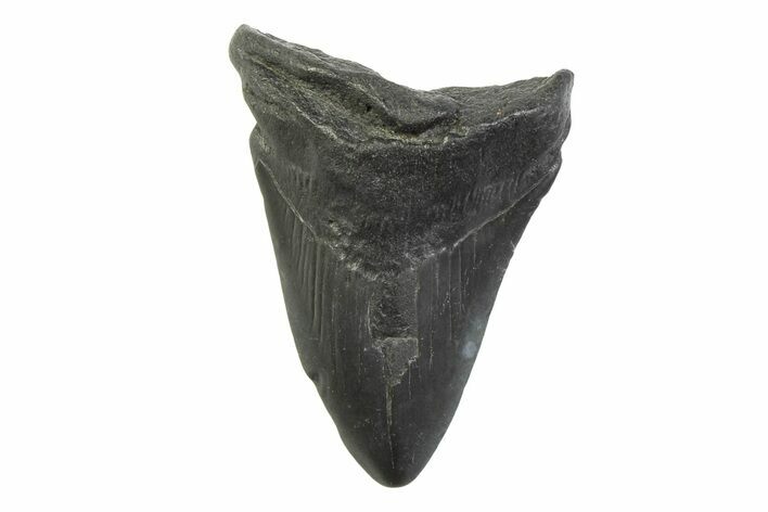 Fossil Megalodon Tooth - South Carolina #341400